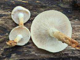 Attēlu rezultāti vaicājumam “Hypholoma lateritium”