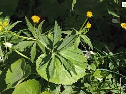 Attēlu rezultāti vaicājumam “Ranunculus cassubicus”