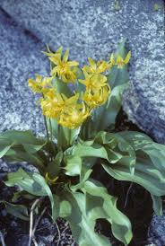 Attēlu rezultāti vaicājumam “Erythronium sibiricum flower”