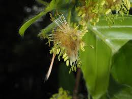Attēlu rezultāti vaicājumam “Fagus sylvatica flower”