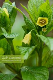 Attēlu rezultāti vaicājumam “Scopolia carniolica flower”