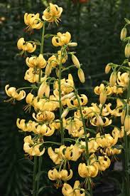 Attēlu rezultāti vaicājumam “Lilium martagon flower”