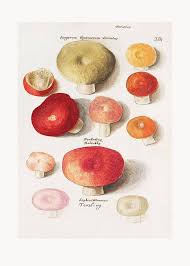 Attēlu rezultāti vaicājumam “Boletales”