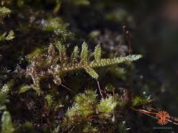 Attēlu rezultāti vaicājumam “Serpoleskea confervoides”