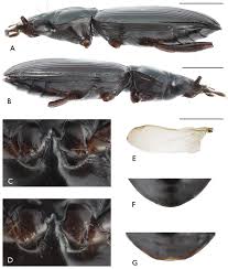 Attēlu rezultāti vaicājumam “Bembidion sp.”