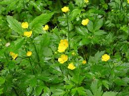 Attēlu rezultāti vaicājumam “Ranunculus elatior”