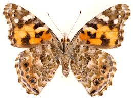 Attēlu rezultāti vaicājumam “Vanessa cardui”