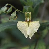 Attēlu rezultāti vaicājumam “Balsaminaceae”