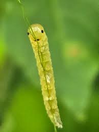 Attēlu rezultāti vaicājumam “Caliroa annulipes larva”