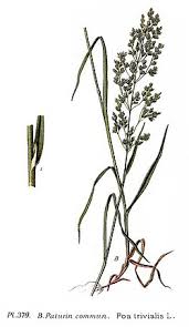 Attēlu rezultāti vaicājumam “Poa trivialis”