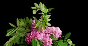 Attēlu rezultāti vaicājumam “Robinia neomexicana flower”