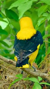 Attēlu rezultāti vaicājumam “Oriolus oriolus male”