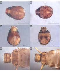 Attēlu rezultāti vaicājumam “Limnephilus larva”