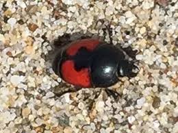 Attēlu rezultāti vaicājumam “Histeridae”