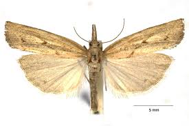 Attēlu rezultāti vaicājumam “Pediasia fascelinella”