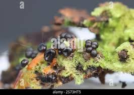 Attēlu rezultāti vaicājumam “Metatrichia floriformis stalked”