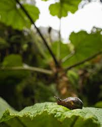 Attēlu rezultāti vaicājumam “Succinea”