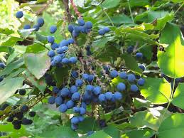 Attēlu rezultāti vaicājumam “Saxifraga cymbalaria fruit”