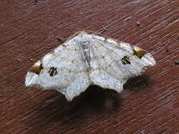 Attēlu rezultāti vaicājumam “Macaria notata”