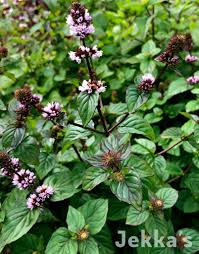 Attēlu rezultāti vaicājumam “Mentha x piperita leaf”