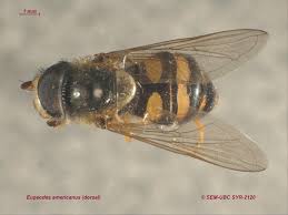 Attēlu rezultāti vaicājumam “Eupeodes nielseni”