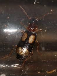 Attēlu rezultāti vaicājumam “Dromius quadrimaculatus”