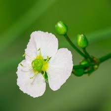 Attēlu rezultāti vaicājumam “Alisma plantago-aquatica flower”