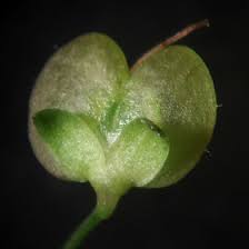 Attēlu rezultāti vaicājumam “Veronica scutellata fruit”