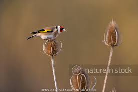 Attēlu rezultāti vaicājumam “Carduelis carduelis adult”
