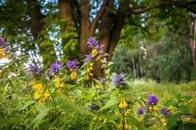 Attēlu rezultāti vaicājumam “Melampyrum nemorosum flower”