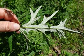 Attēlu rezultāti vaicājumam “Cirsium vulgare leaf”