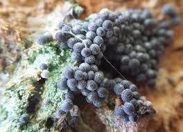 Attēlu rezultāti vaicājumam “Badhamia dubia spores”