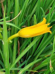 Attēlu rezultāti vaicājumam “Hemerocallis lilioasphodelus flower”