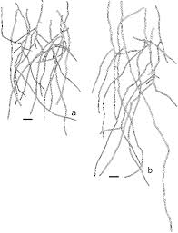 Attēlu rezultāti vaicājumam “Datronia mollis”