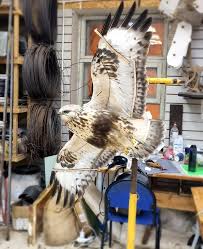 Attēlu rezultāti vaicājumam “Buteo lagopus adult”