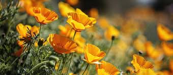 Attēlu rezultāti vaicājumam “Papaveraceae”