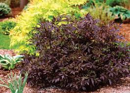 Attēlu rezultāti vaicājumam “Sambucus nigra leaf”