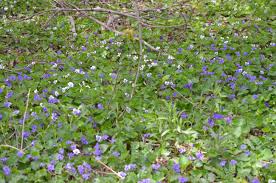 Attēlu rezultāti vaicājumam “Viola sororia flower”