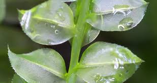 Attēlu rezultāti vaicājumam “Plagiomnium medium”