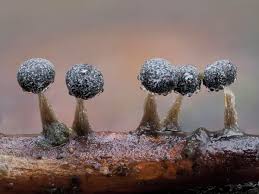 Attēlu rezultāti vaicājumam “Physarum album”