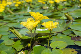 Image result for Seekanne