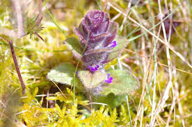 Attēlu rezultāti vaicājumam “Ajuga pyramidalis leaf”