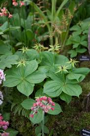 Attēlu rezultāti vaicājumam “Paris quadrifolia flower”