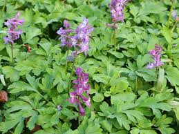 Attēlu rezultāti vaicājumam “Corydalis cava fruit”