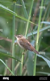 Attēlu rezultāti vaicājumam “Acrocephalus schoenobaenus”