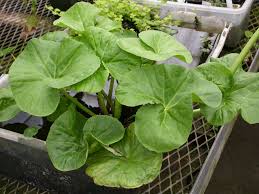 Attēlu rezultāti vaicājumam “Caltha palustris leaf”