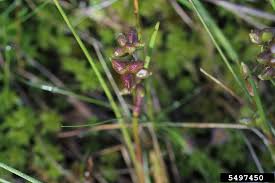 Attēlu rezultāti vaicājumam “Scheuchzeria palustris fruit”