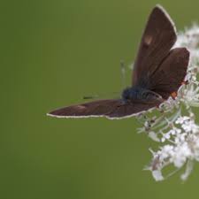 Attēlu rezultāti vaicājumam “Thecla betulae male”