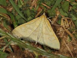 Attēlu rezultāti vaicājumam “Mecyna flavalis”