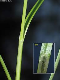 Attēlu rezultāti vaicājumam “Carex pilosa leaf”